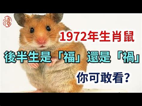 1972年鼠|1972年屬鼠一生命運 運勢運程詳解